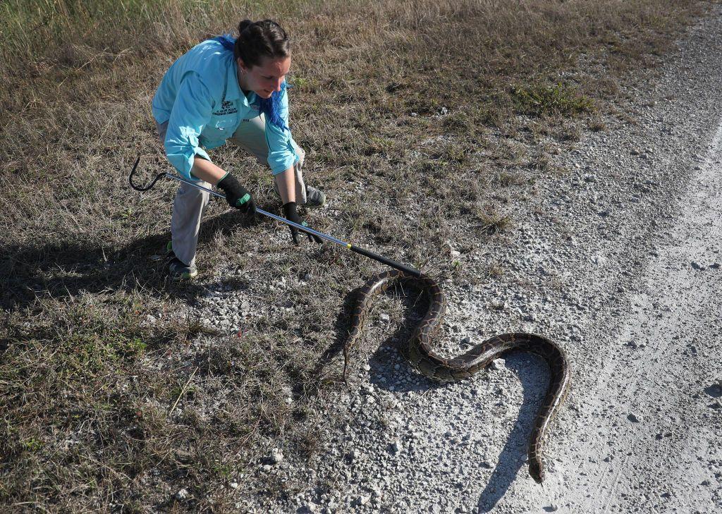 cerita para pemburu bayaran yang dipekerjakan untuk meredam populasi ular piton di as