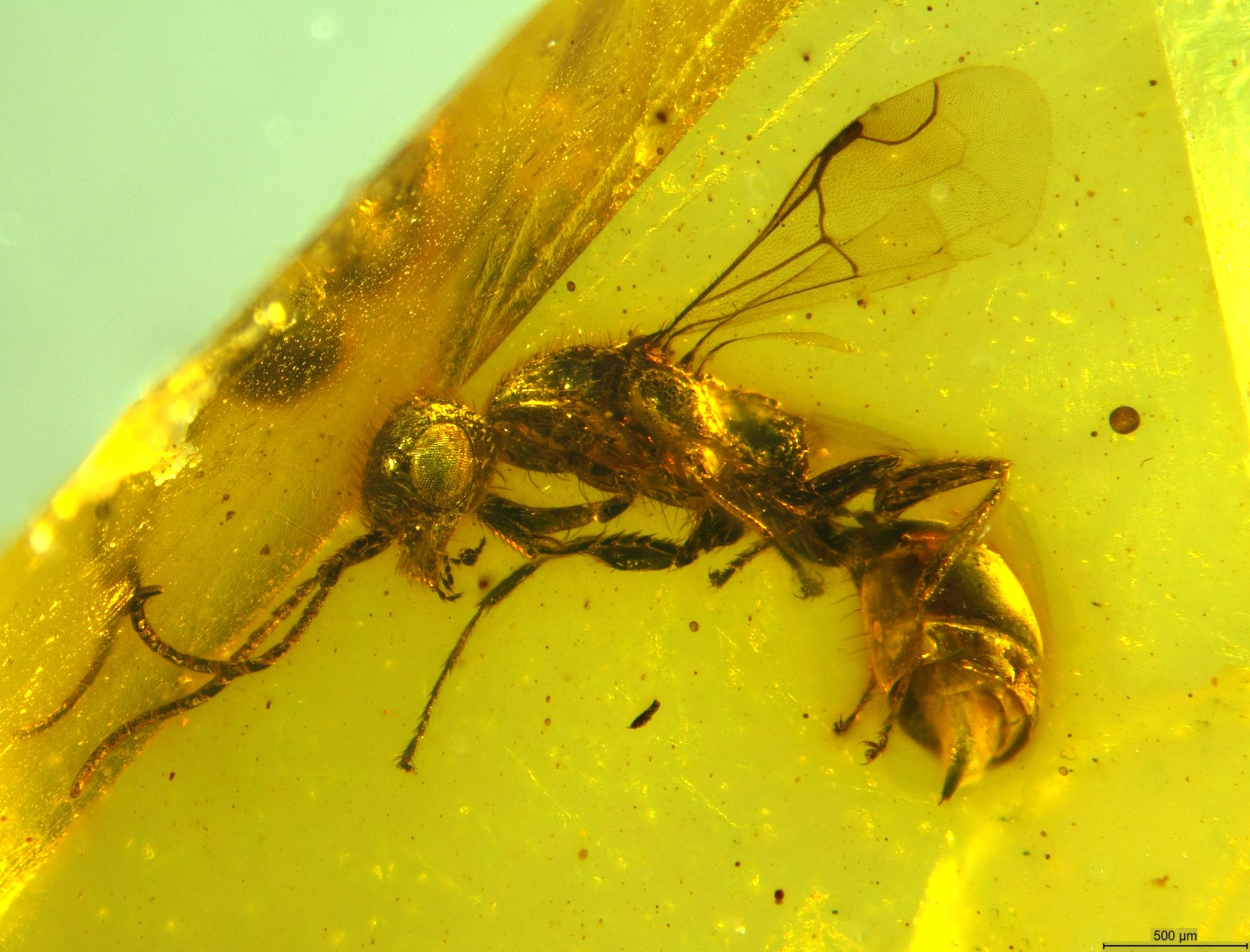 zeitkapsel bernstein: längst ausgestorbene wespe entdeckt