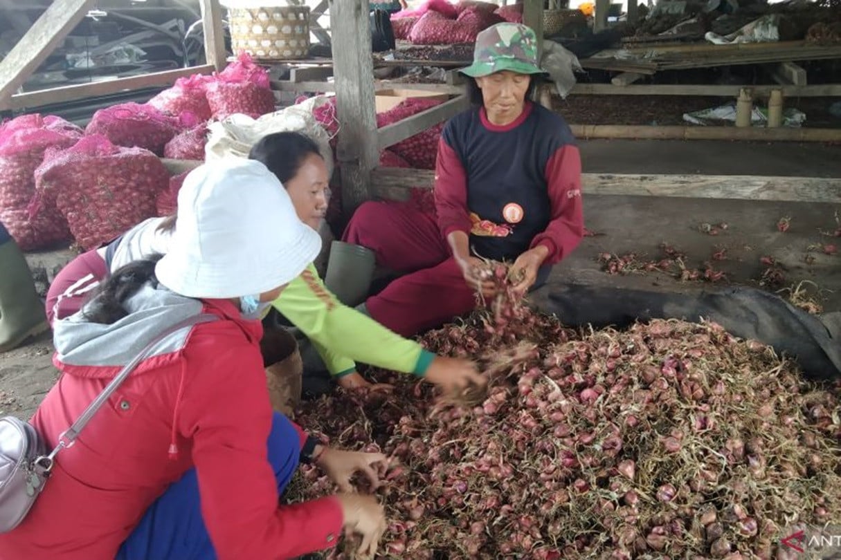 harga bawang merah di bali melonjak, tembus rp 50 ribu, terdampak perubahan iklim
