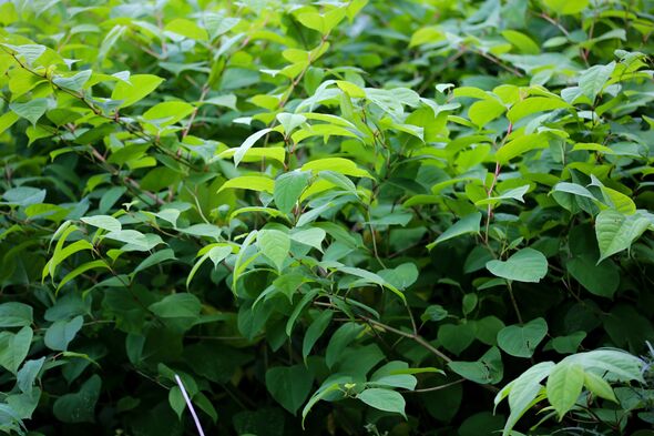 how to, buyers could be duped into buying a home with japanese knotweed - how to spot plant