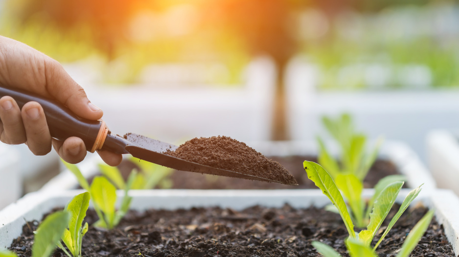 nejlevnější a nejúčinnější přírodní hnojiva: zkuste hmyzí hnůj nebo probiotika pro rostliny