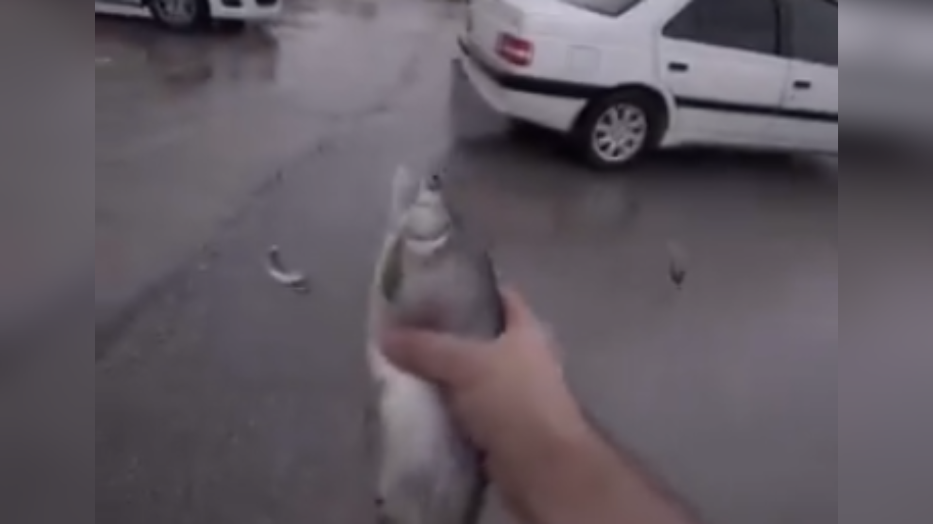 video: it's raining fish in iran amid storm