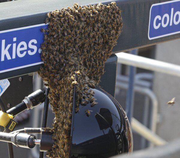 hasiči odstraní roj včel jen z veřejných prostranstvích či v ohrožení