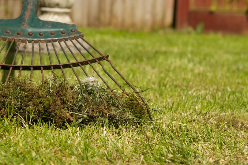 amazon, gardening mistake is making moss thrive in your lawn - as it 'loves' one ingredient