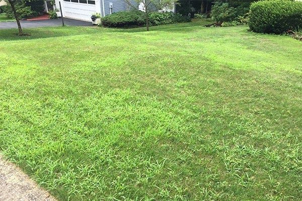 how to, how to stop crabgrass from taking over your lawn