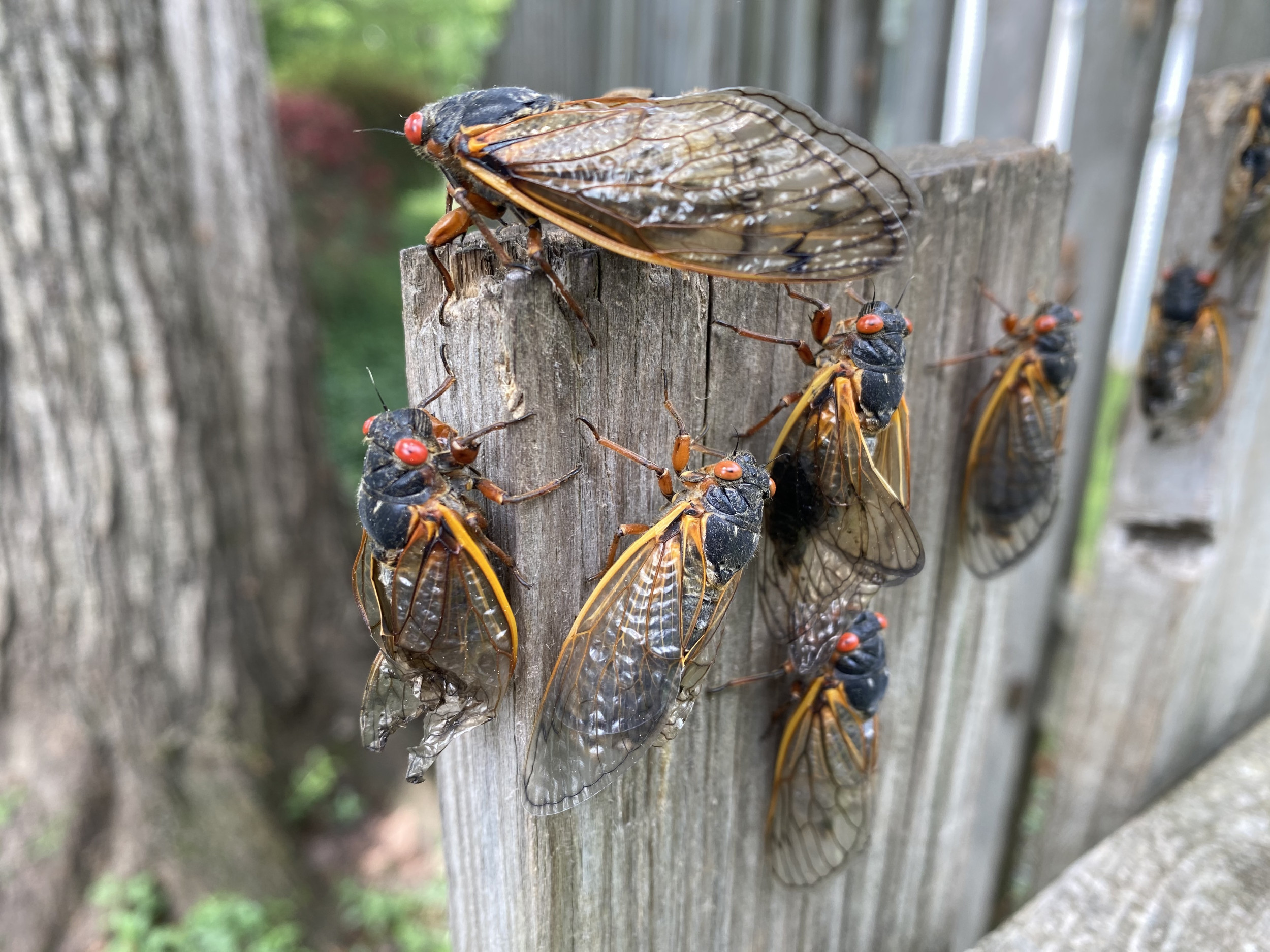 cicada double invasion to 'utterly cover' parts of the us, ecologist says