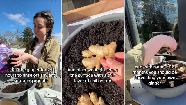 gardener shares low-maintenance method for growing 'endless' supply of cooking essential: 'you continue to harvest it for years'