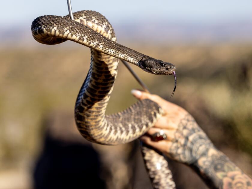 joshua tree's celebrity rattlesnake wrangler wants to change how you see reptiles