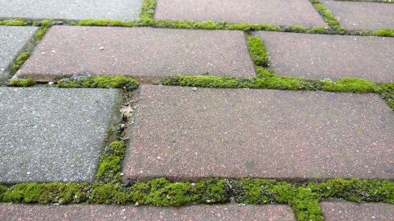 yes, you can kill patio moss with vinegar — here's how