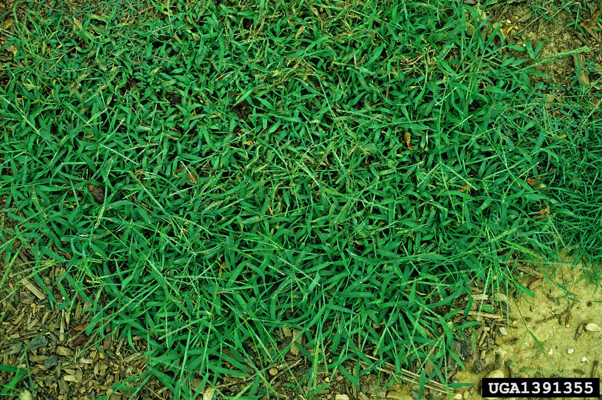 how to, how to stop crabgrass from taking over your lawn