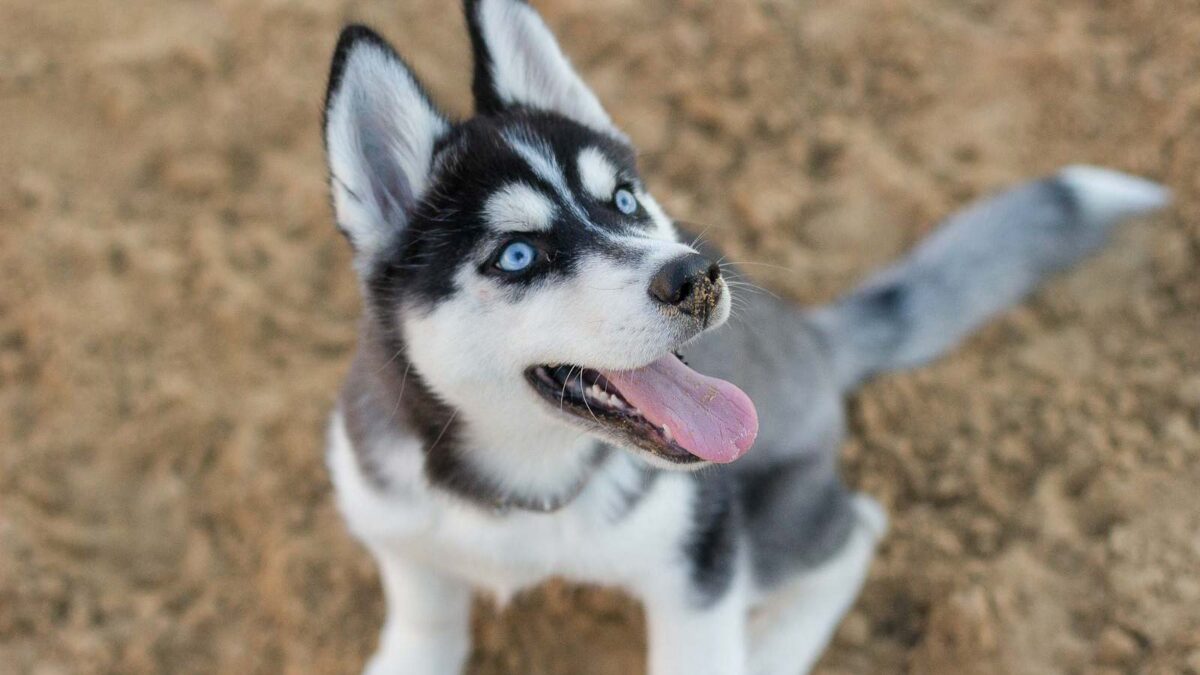 The Fast and Furriest: 12 Of The Speediest Dog Breeds