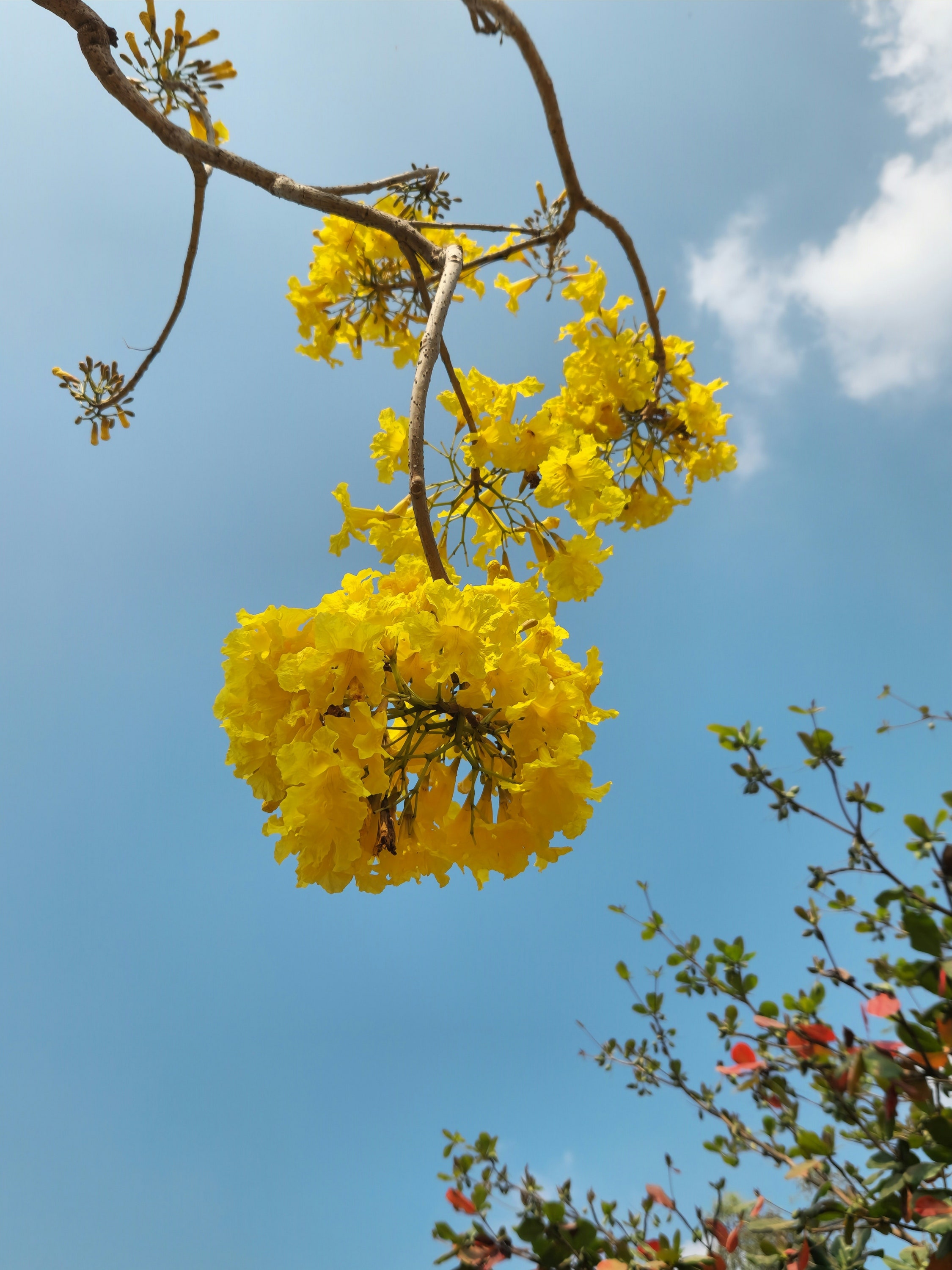 guayacán, el árbol amarillo que se convirtió en competencia de la jacaranda