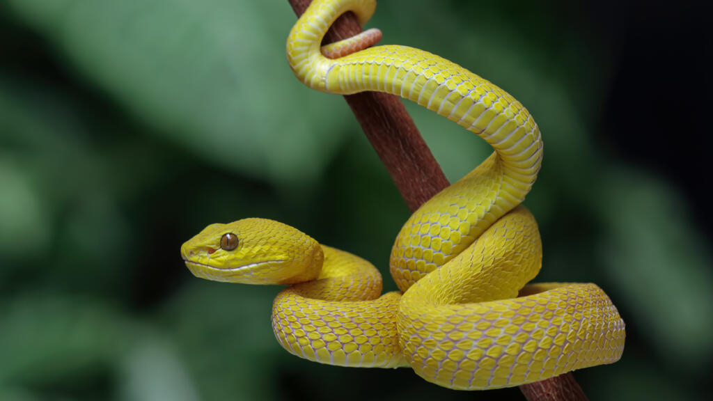 dérèglement climatique: les serpents venimeux pourraient se déplacer en masse