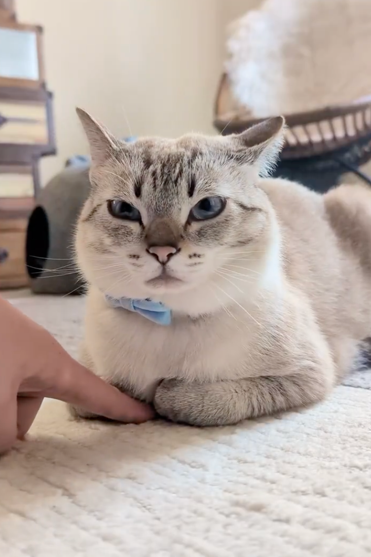 香箱座りの猫さん 前足の隙間に指を入れたら…スイッチオンの表情がかわいい！