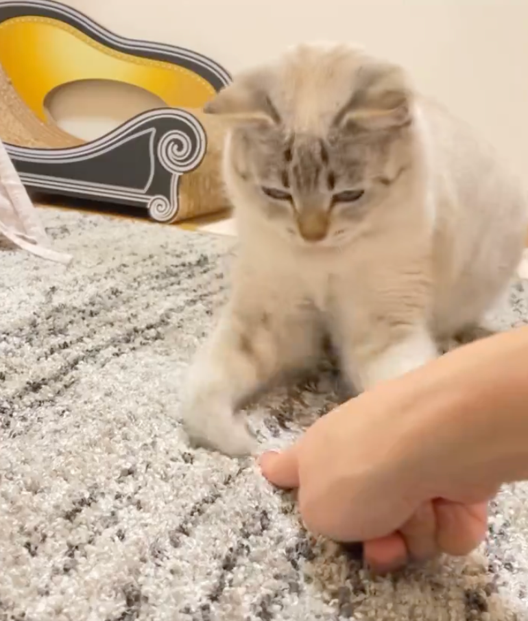 香箱座りの猫さん 前足の隙間に指を入れたら…スイッチオンの表情がかわいい！