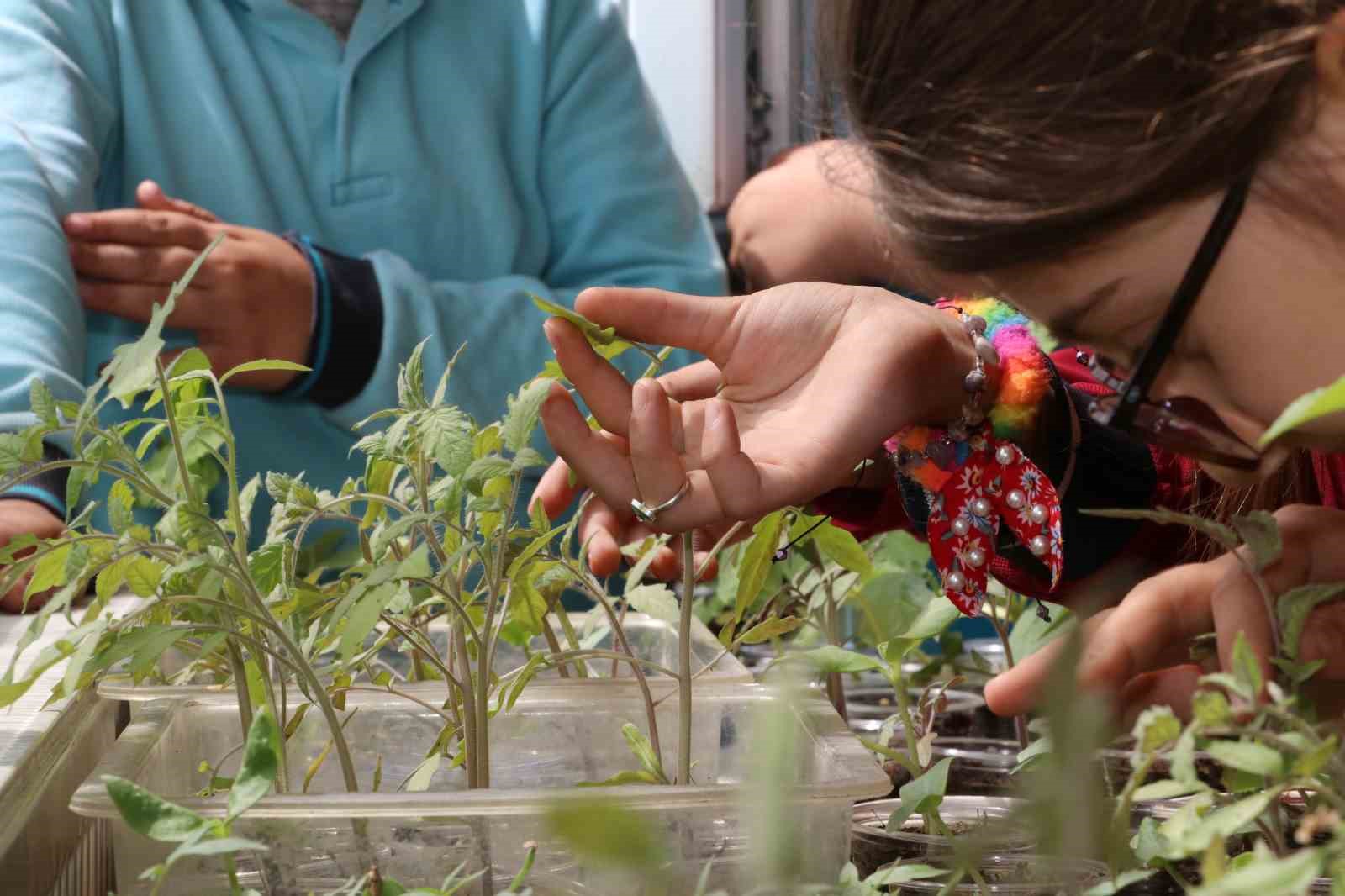 amasyalı öğrenciler okulda ata tohumu ekip fide yetiştirdi
