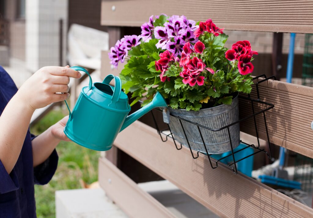 5 conseils simples pour que vos géraniums fleurissent abondamment cet été