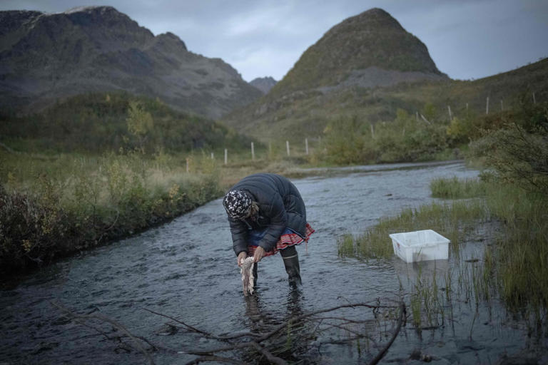 The Sámi are an Indigenous people with traditional territories within the national borders of Finland, Norway, Sweden and Russia. Here, a Sámi herder woman cleans out reindeer intestines in a stream before cooking them, as they travel alongside several hundred reindeer to herd them to their winter pastures, in Reinfjord, in Northern Norway, in 2023.