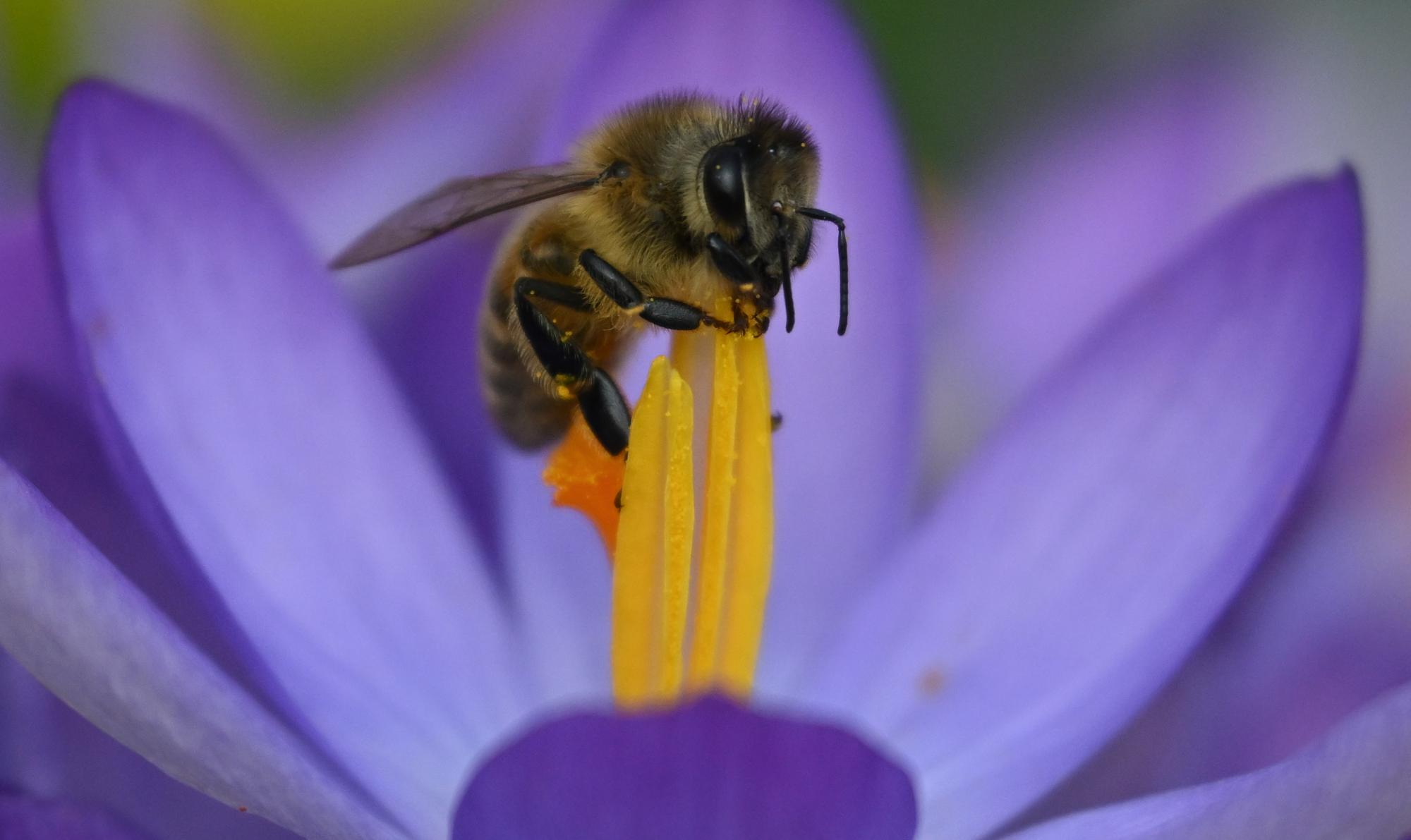 zwei bis drei millionen bienen bei brand in niederösterreich verendet