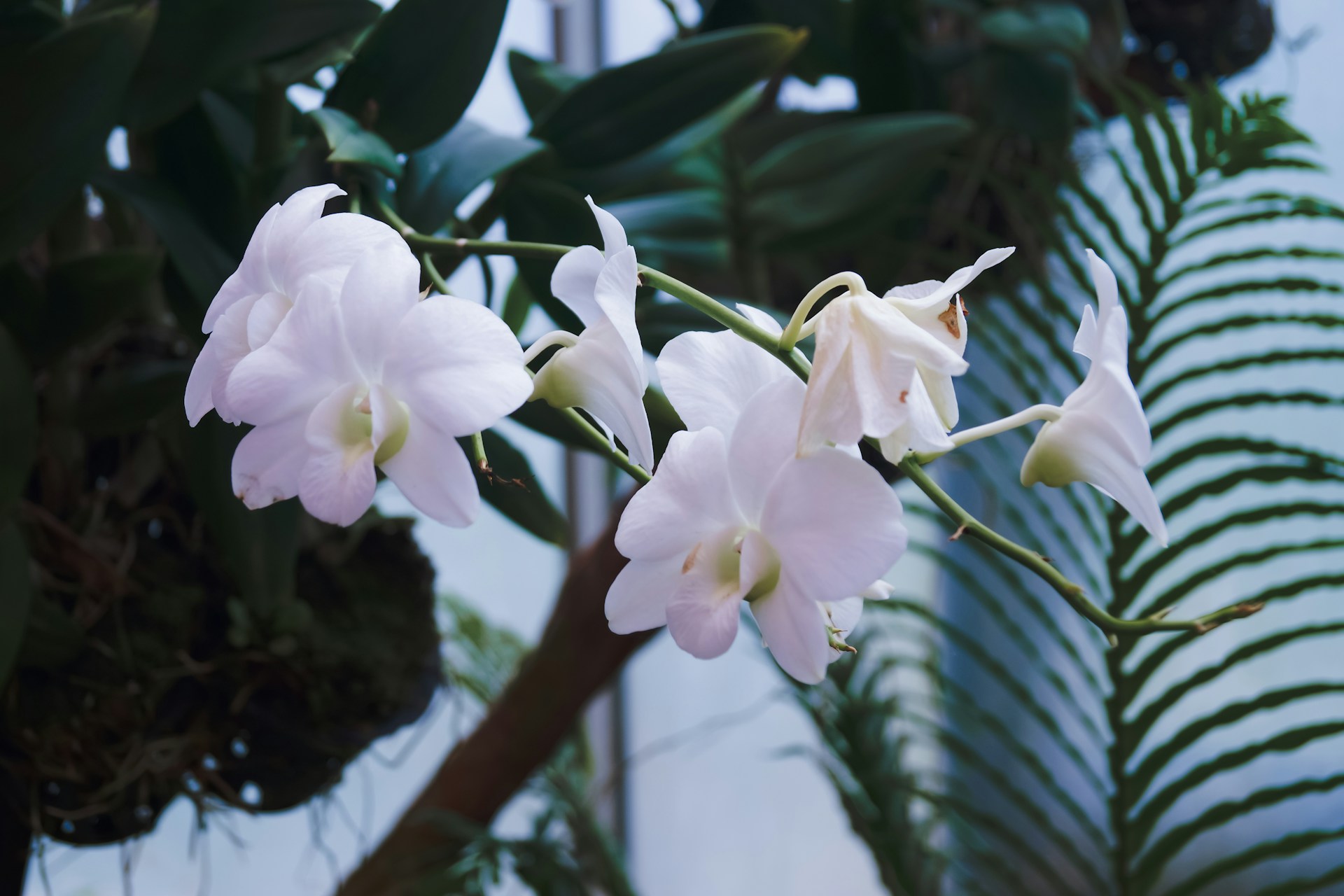 prořezávání podpoří orchidej k lepšímu růstu a kvetení