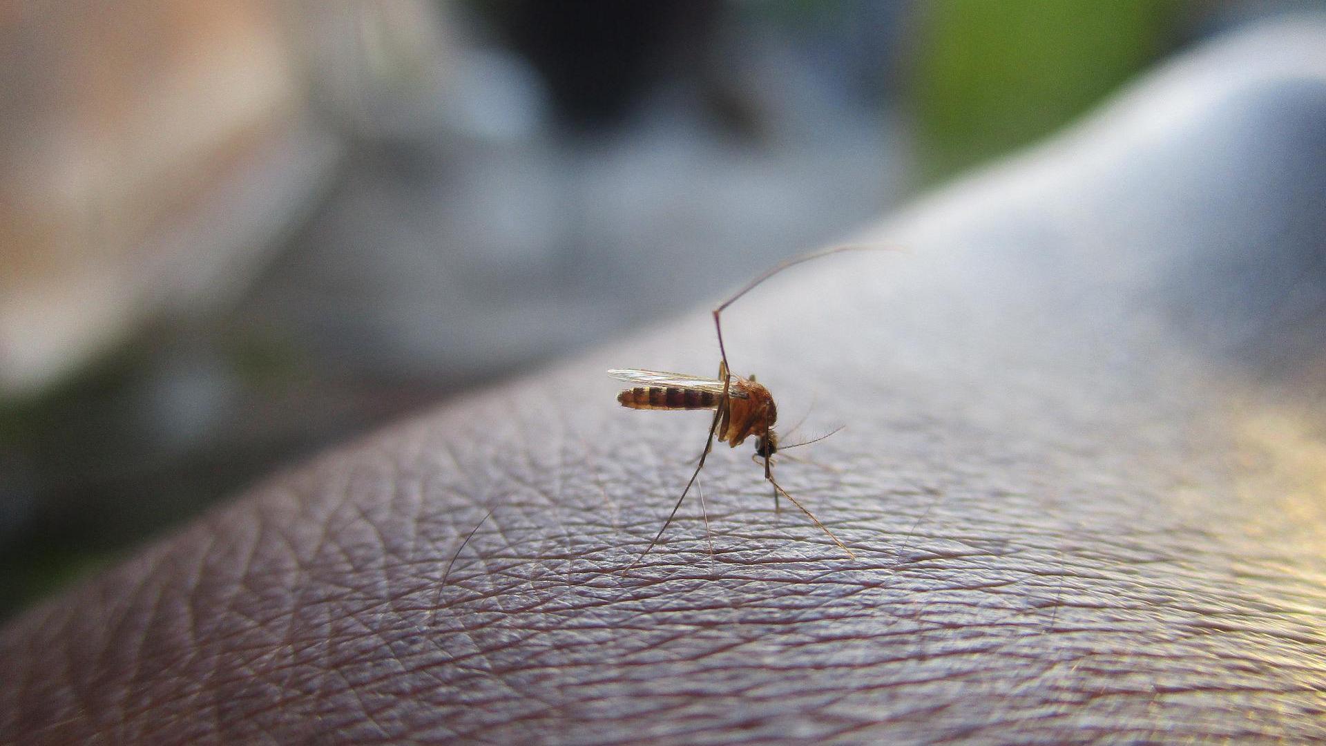 granjas de mosquitos modificados: la nueva esperanza para hacer frente a la desbocada epidemia de dengue en américa latina
