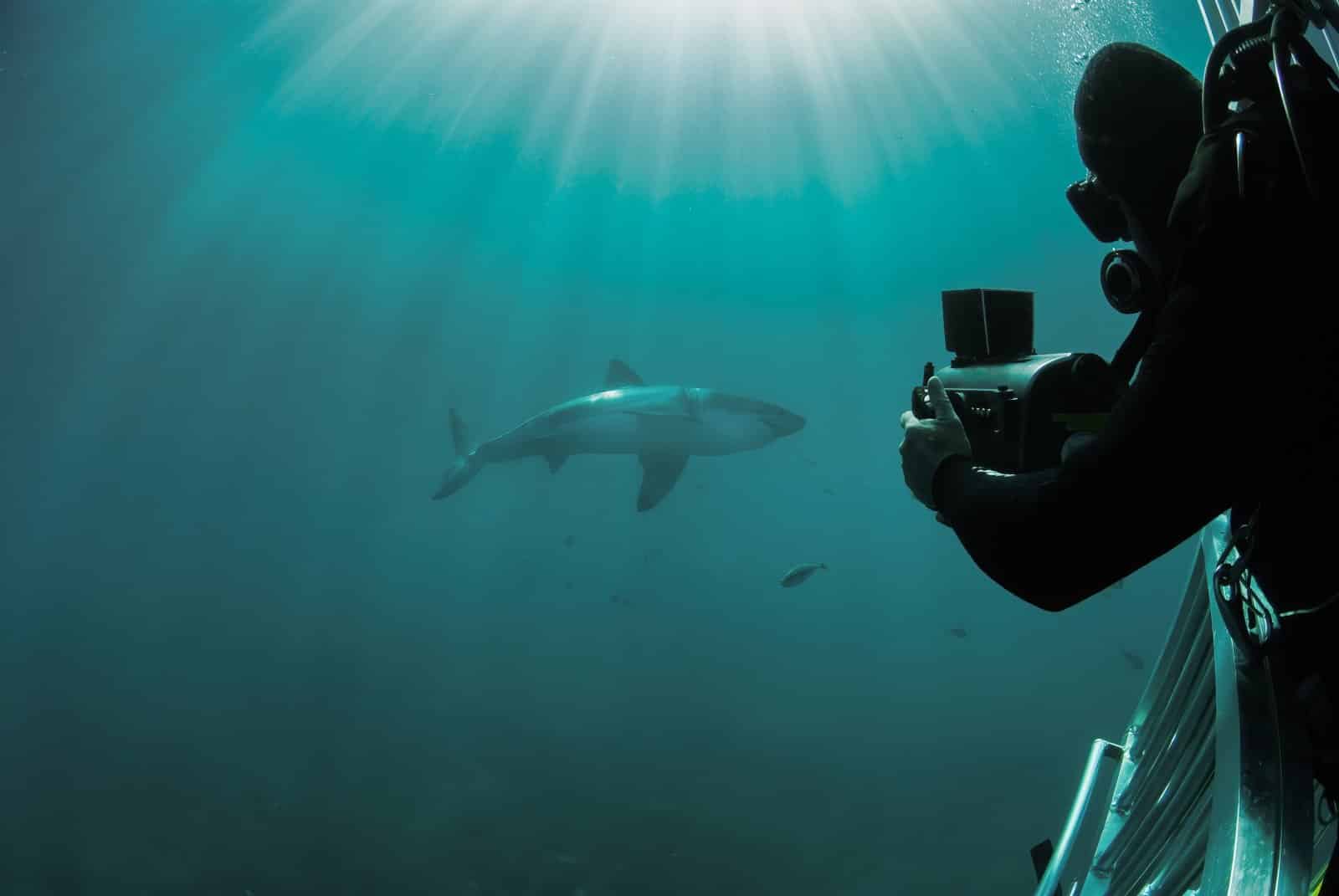 <p class="wp-caption-text">Image Credit: Shutterstock / Fiona Ayerst</p>  <p>Face your fears and come face to face with one of the ocean’s most formidable predators on a shark cage diving expedition in Gansbaai, South Africa. Descend into the depths of the icy Atlantic waters and witness the raw power and majesty of great white sharks in their natural habitat.</p>