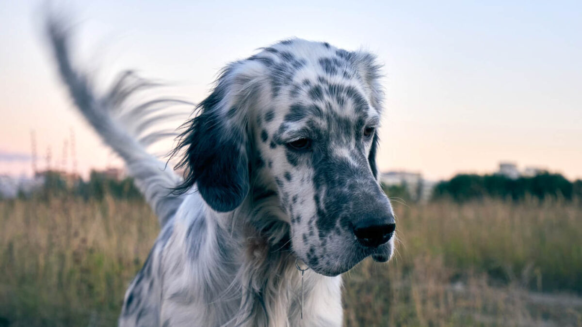 10 Dog Breeds with the Most Unique Coat Patterns