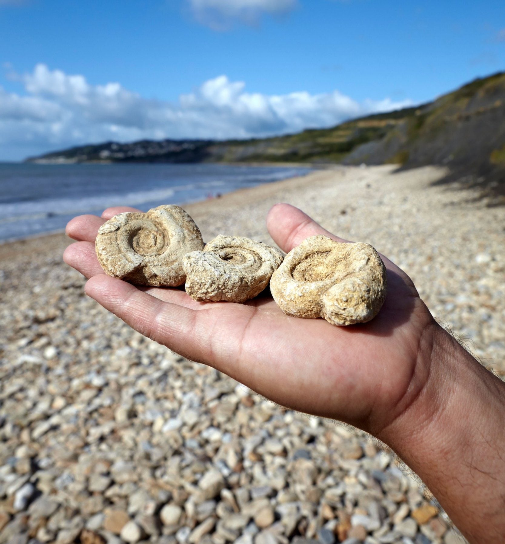 the best places to go fossil hunting in britain