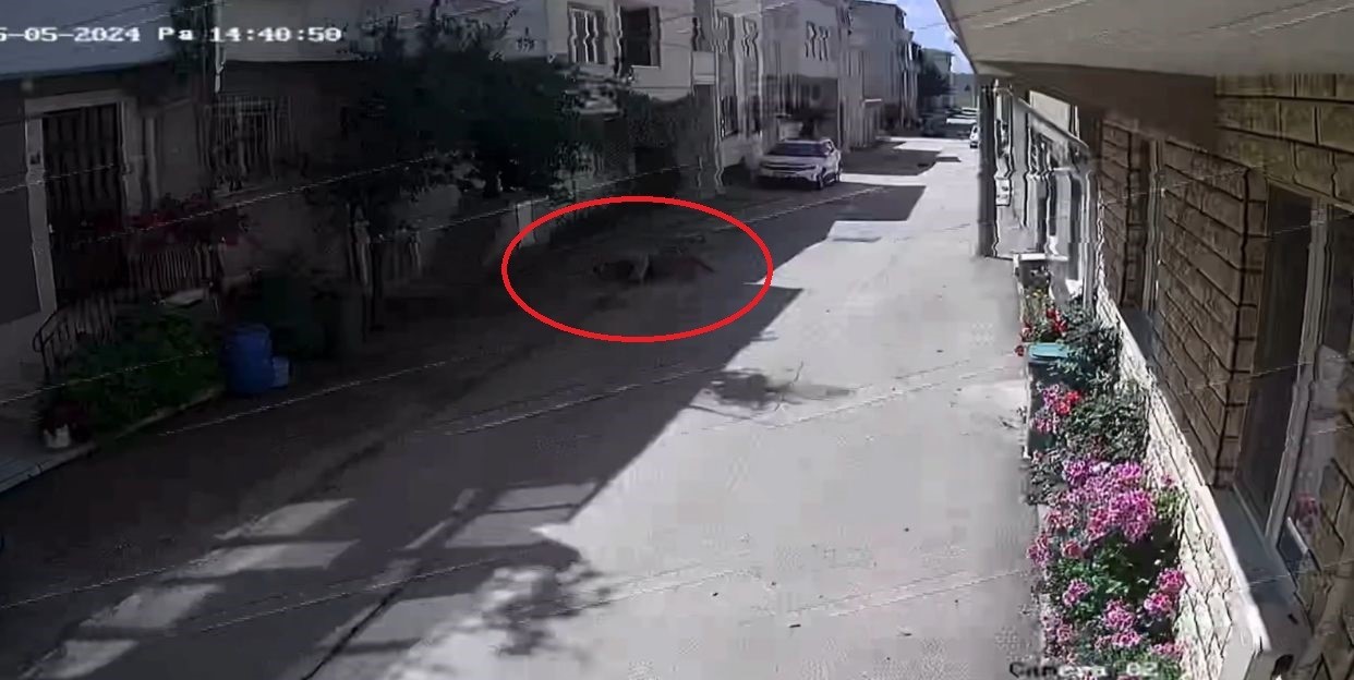 bursa’da sokak köpekleri 3 çocuğa saldırdı, olay anı kameraya yansıdı