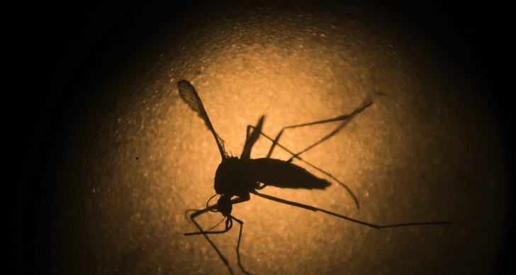 myggor från labb ska lösa myggproblem i la