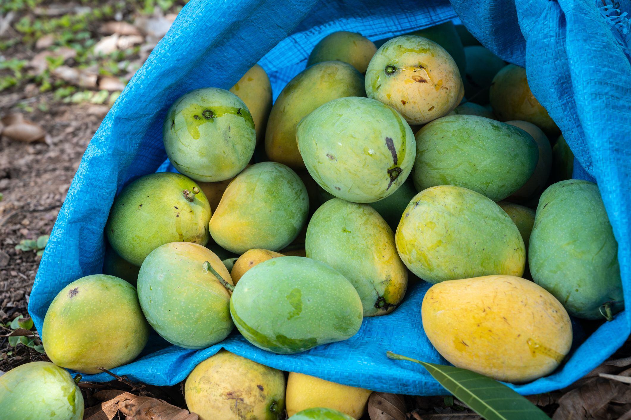 ¿para qué sirve la hoja de mango? estos son sus múltiples usos medicinales