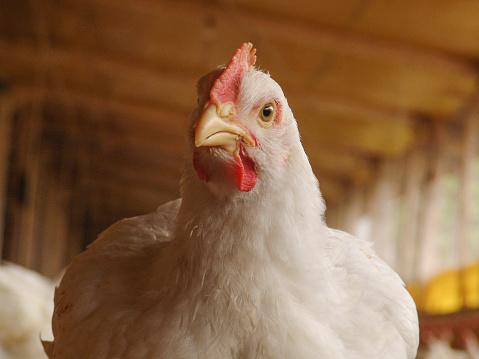 frangos de granja têm mais chance de ter salmonela do que os caipiras?