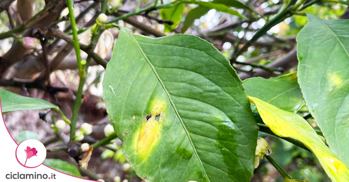 le foglie del limone ti danno questi segnali quando c’è un problema