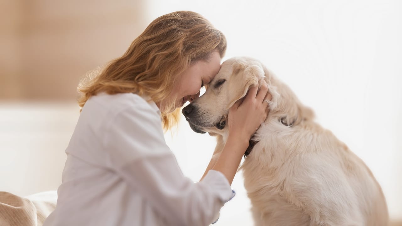 <p>While all dogs bring joy and love to our lives, some breeds have a reputation for exceptional longevity. </p> <p>A groundbreaking study<sup>1</sup> published in February 2024 in the journal Scientific Reports sheds new light on which dogs are likely to stick around the longest.</p> <p>The researchers analyzed lifespan data on over 580,000 dogs from 155 breeds in the UK. They found that small, long-nosed breeds like miniature dachshunds, whippets, and Tibetan spaniels tend to have the greatest longevity. On the flip side, large, flat-faced breeds like English bulldogs and mastiffs had the shortest lifespans on average.</p> <p>If you’re hoping to find a furry friend that will be with you through thick and thin, these five longest living dog breeds are a great place to start your search.</p>