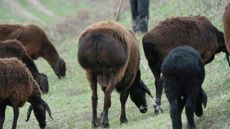le mouton géant du tadjikistan, allié de l'environnement