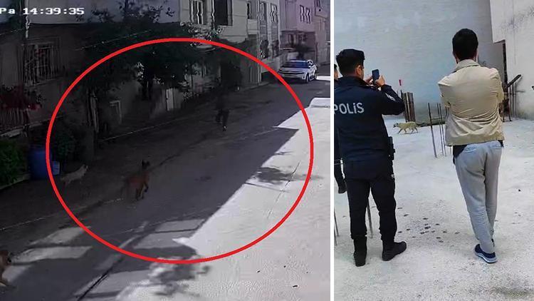 bursa'da sokak köpeklerinin saldırdığı 2 çocuk yaralandı