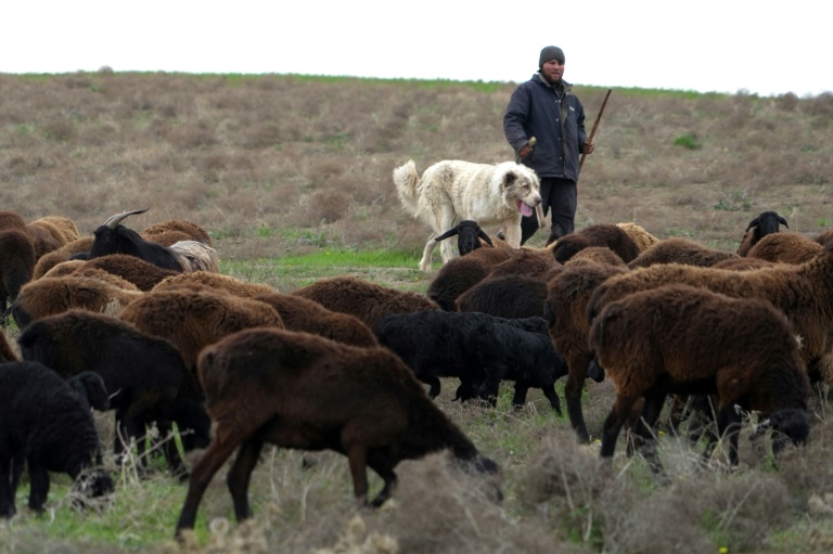 le mouton géant du tadjikistan, allié de l'environnement