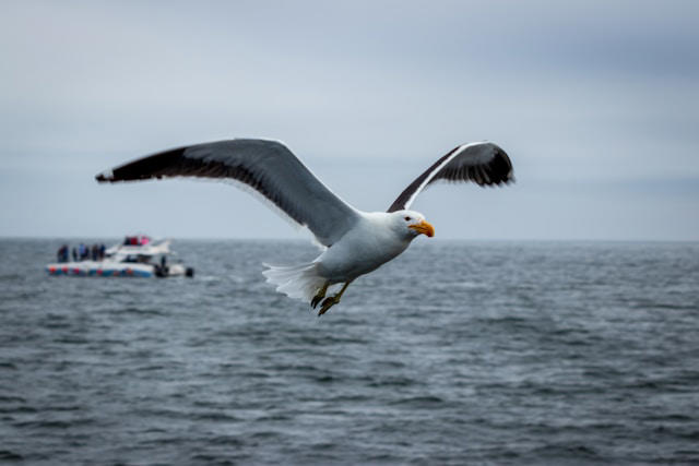 O termo albatroz deriva do árabe e quer dizer "o mergulhador". (Fonte: Unsplash/Reprodução)