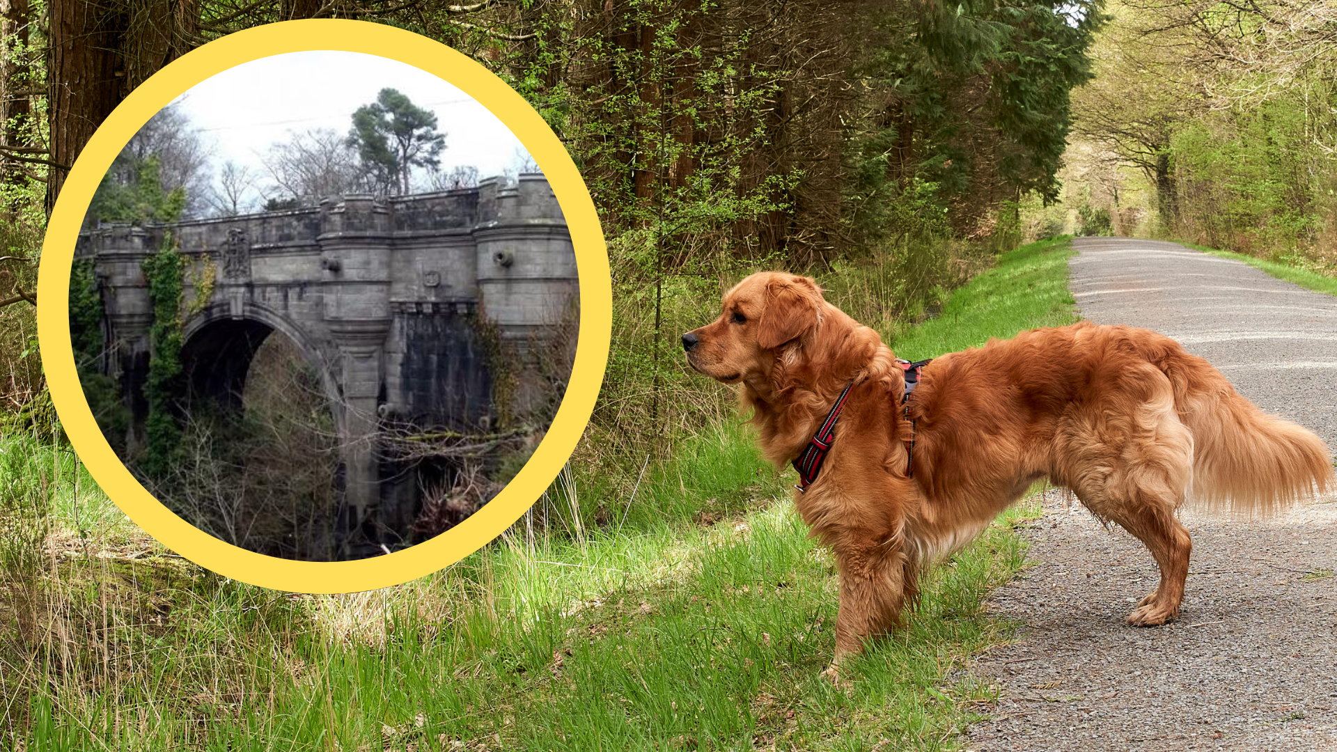 psy podchodzą do krawędzi i skaczą. mroczna tajemnica mostu overtoun