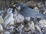 ‘This all started as a what if’: Public can now watch Alcatraz Island falcons on new webcam<br><br>
