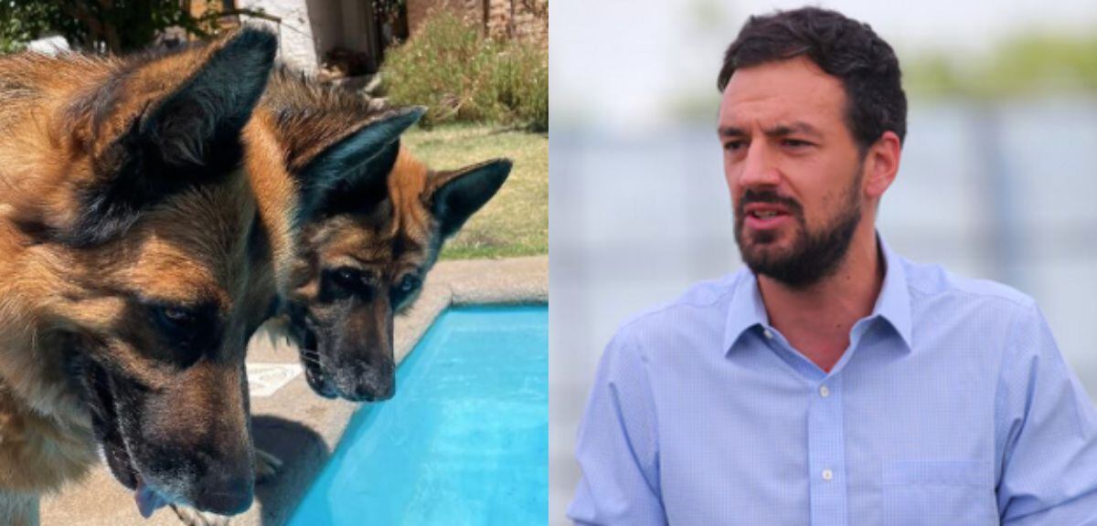alcalde tomás vodanovic denuncia envenenamiento de sus perros: “me cuesta entender la maldad”