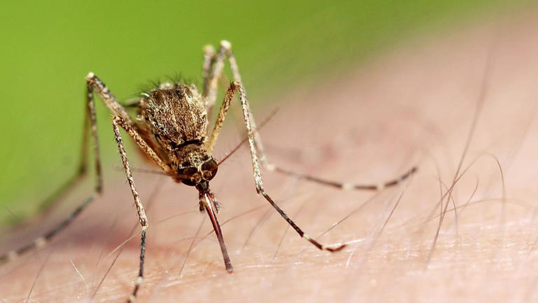 The grants are part of an effort to prevent the spread of West Nile Virus (WNV) in communities.
