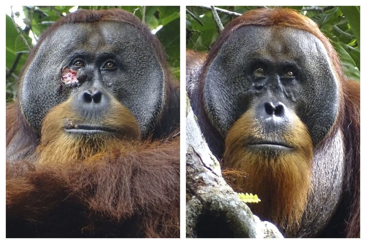 orangután salvaje usa planta medicinal para curarse de una herida: científicos