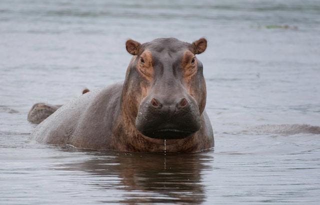 O termo hipopótamo quer dizer "cavalo do rio". (Fonte: Unsplash/Reprodução)