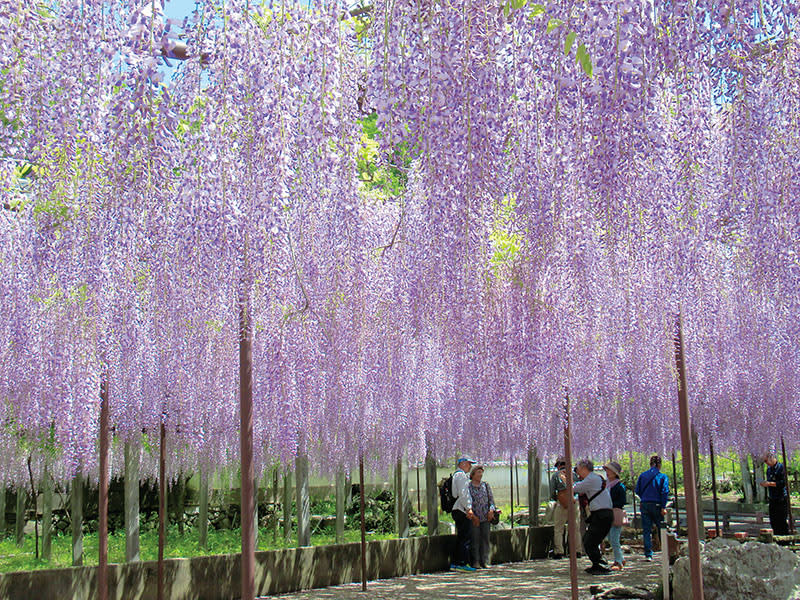 樹齢650年、350年、270年も…本庄の「骨波田の藤」が見頃 風に揺れる紫のカーテン、今年は“白”も