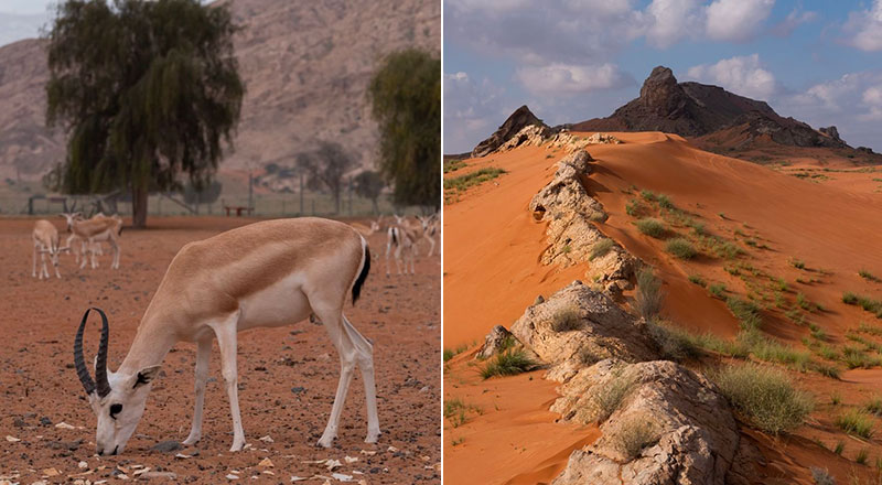 sharjah’s mleiha desert to transform into a national park