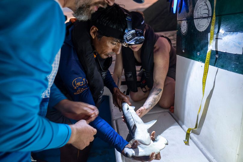 ‘an amazing discovery’: scientists hit upon first nursery for hammerhead sharks in the galápagos