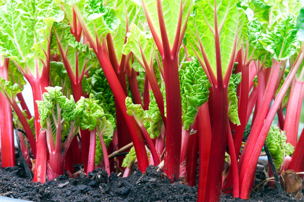 12 légumes perpétuels à planter une seule fois pour des années de récolte