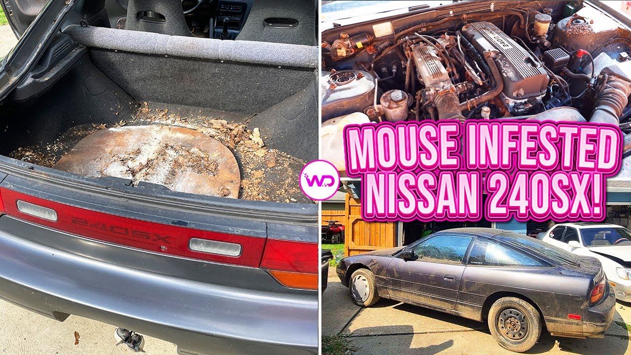 Satisfying restoration eradicates biohazard mold from abandoned beetle
