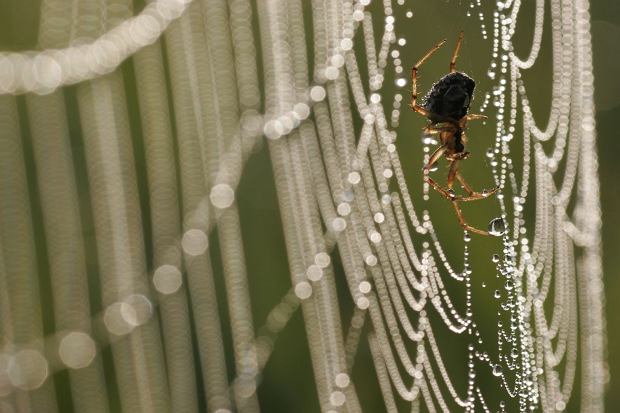 czy najbardziej jadowitego pająka w polsce można spotkać w domu? żerują głównie w piwnicach i jaskiniach